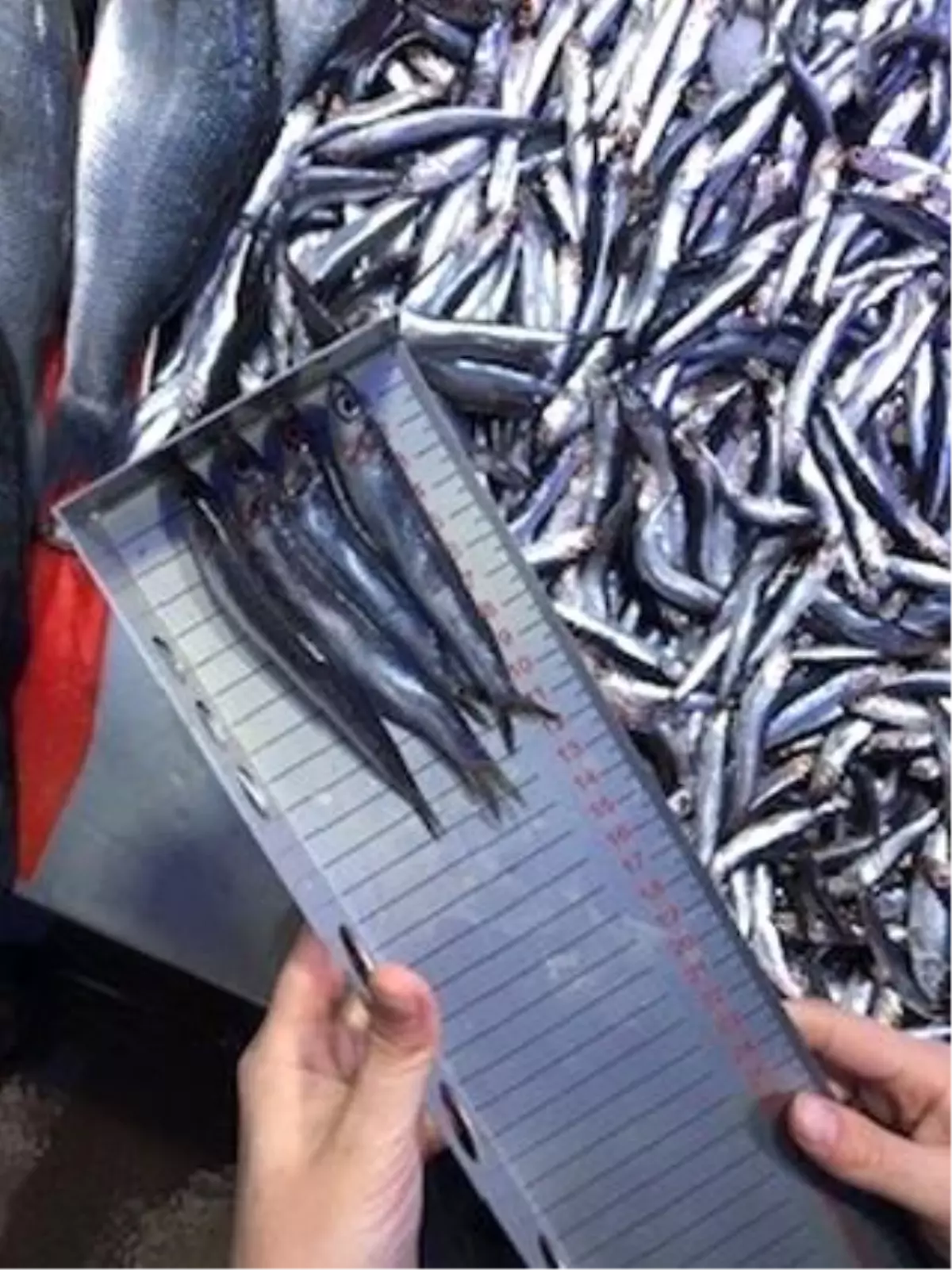 bilecikte balik satis yerlerine denetim aUgpRgG6