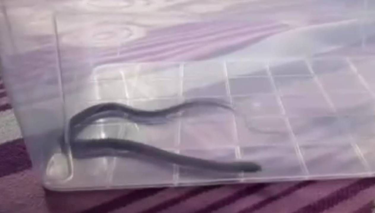 dorduncu katta cocuk odasindan cikti diyarbakirda yilan panigi QwzT8WgY