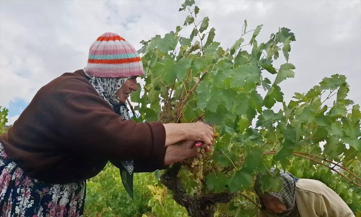 beypazarinda bag bozumu ve pekmez yapimina baslandi KzMU9NIY
