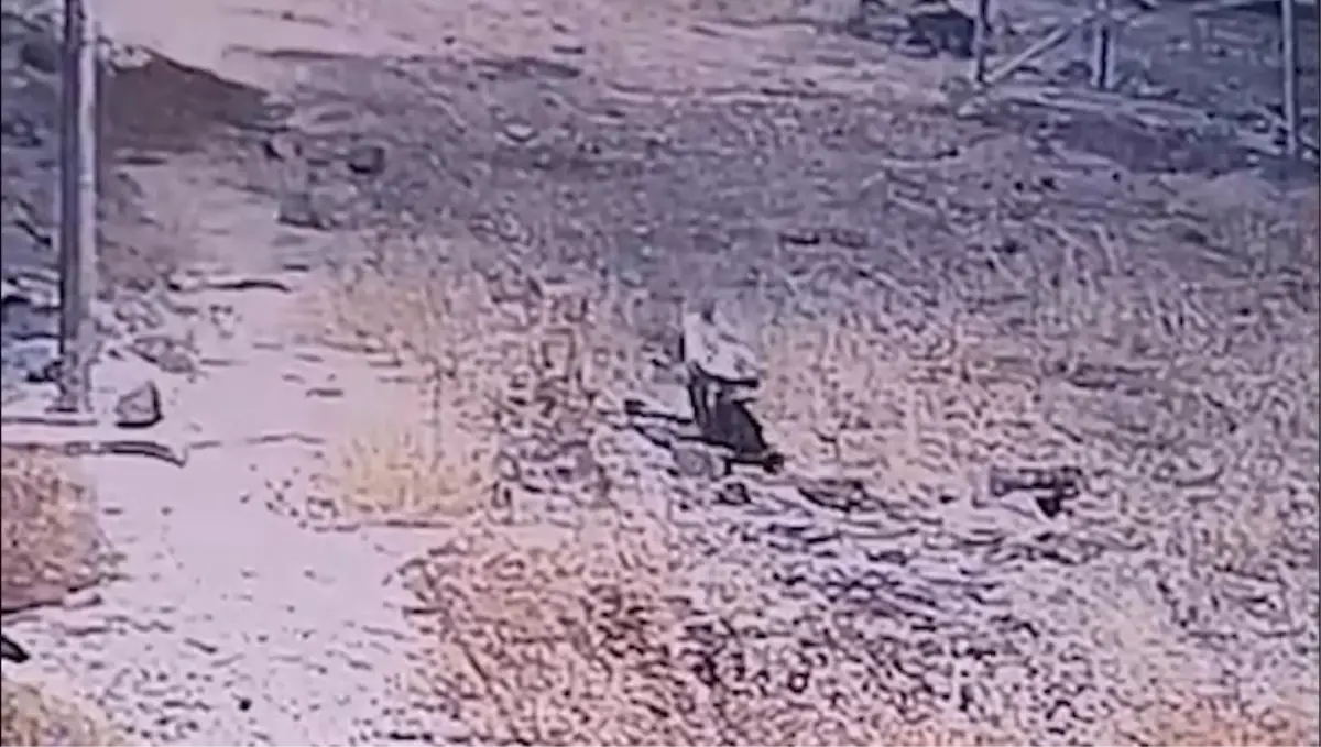 cizgili sirtlan gunes santralinde goruntulendi xnZEmHZx