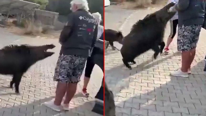 aydinda dehsete dusuren olay besledigi yaban domuzu tatilciyi isirdi xtZXF6sQ.jpg