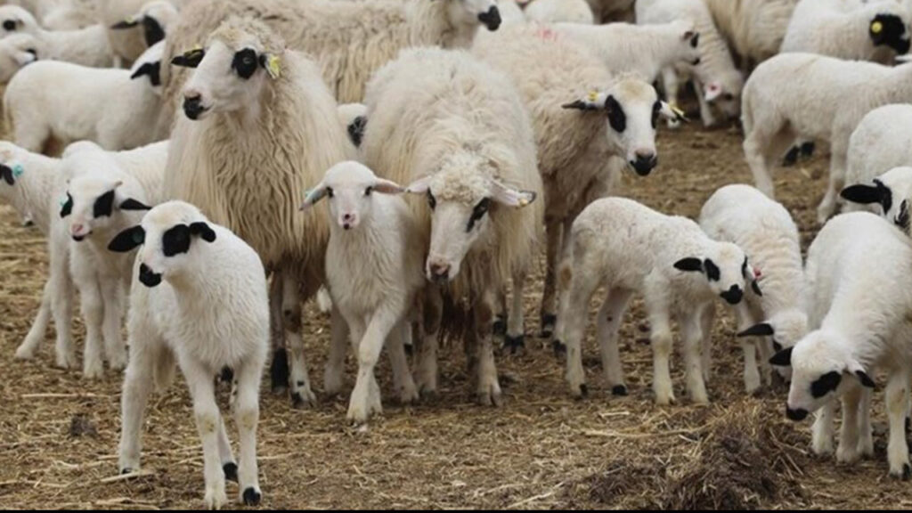 tigemden-dev-satis-600-kucukbas-hayvan-ihaleye-cikiyor-LSP7KVed